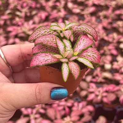 2" Fittonia Mosaic Pink Forest 